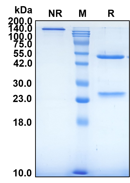 (Libivirumab)Biosimilar Reference Antibody-GS40382
