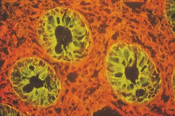 FITC-LEL；荧光素标记番茄凝集素(LEL,TL)