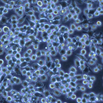 Mesobacillus Jeotgali