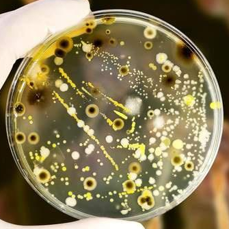 Paenibacillus Larvae