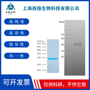 Recombinant Human PD-L1