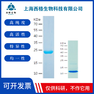 Recombinant Human Proteasome 19S S5A