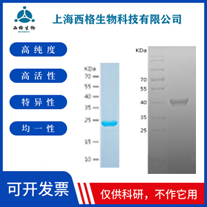 Recombinant Human RAC3