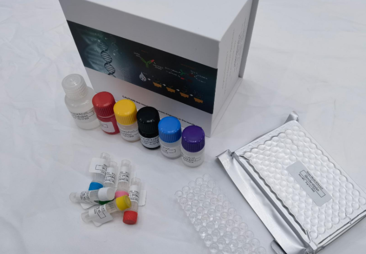 人四氢生物蝶呤（BH4）ELISA试剂盒 