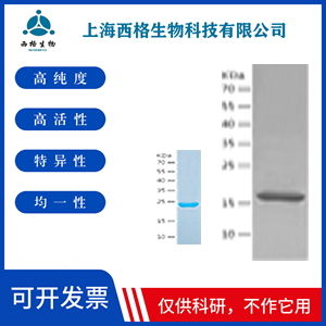 Recombinant Human Syntaxin 8