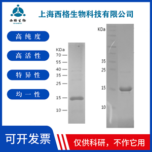 Recombinant Human TIMP2