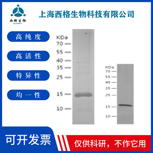Recombinant Human SURF2