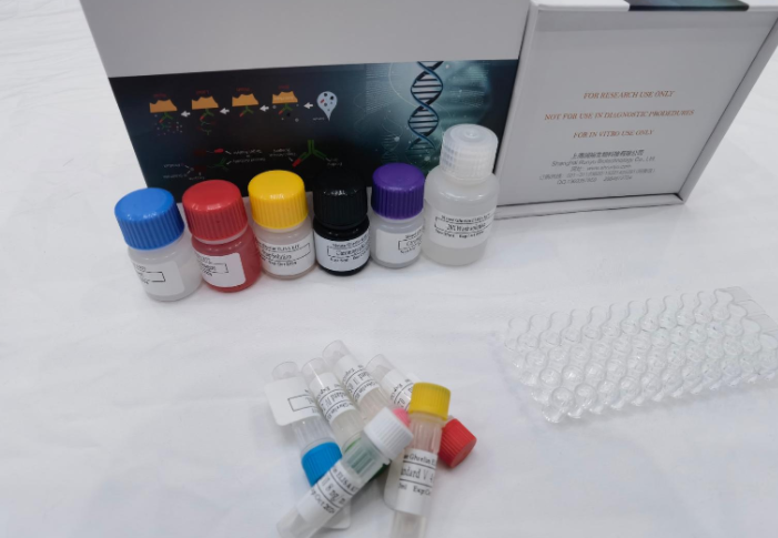 人细胞色素P4501A1（CYP1A1）ELISA试剂盒