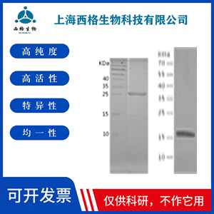 Recombinant Human Ubiquitin