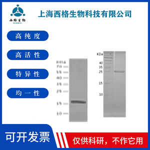 Recombinant Human TRIF
