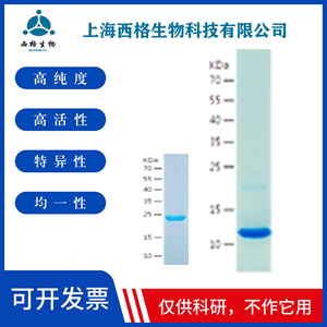 Recombinant Human Tryptophan Hydroxylase
