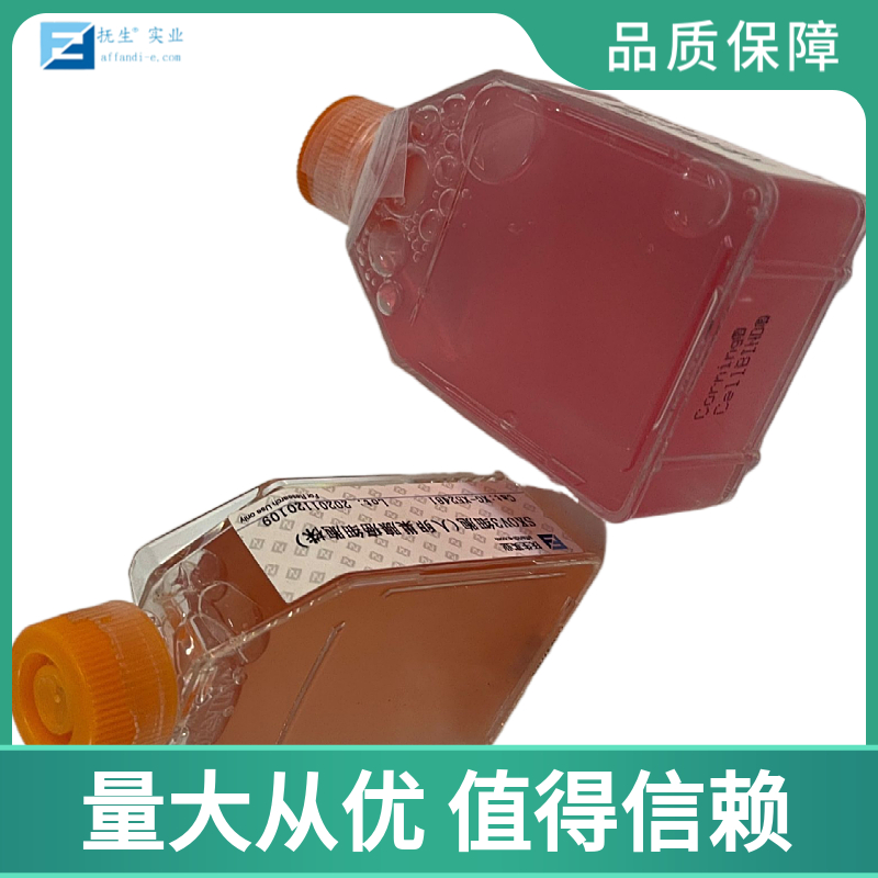 人Ⅱ型肺泡上皮细胞