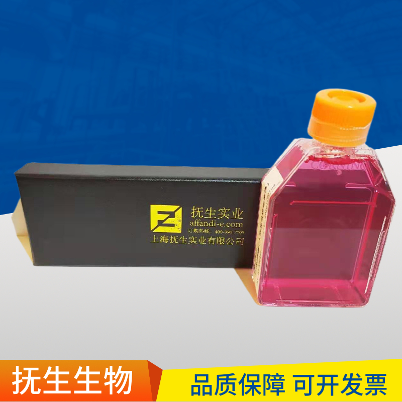 人Ⅱ型肺泡上皮细胞