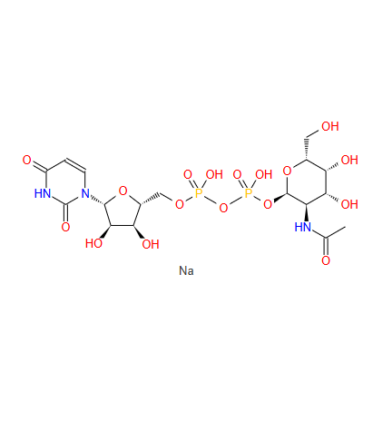 UDP-N-乙酰氨基半乳糖
