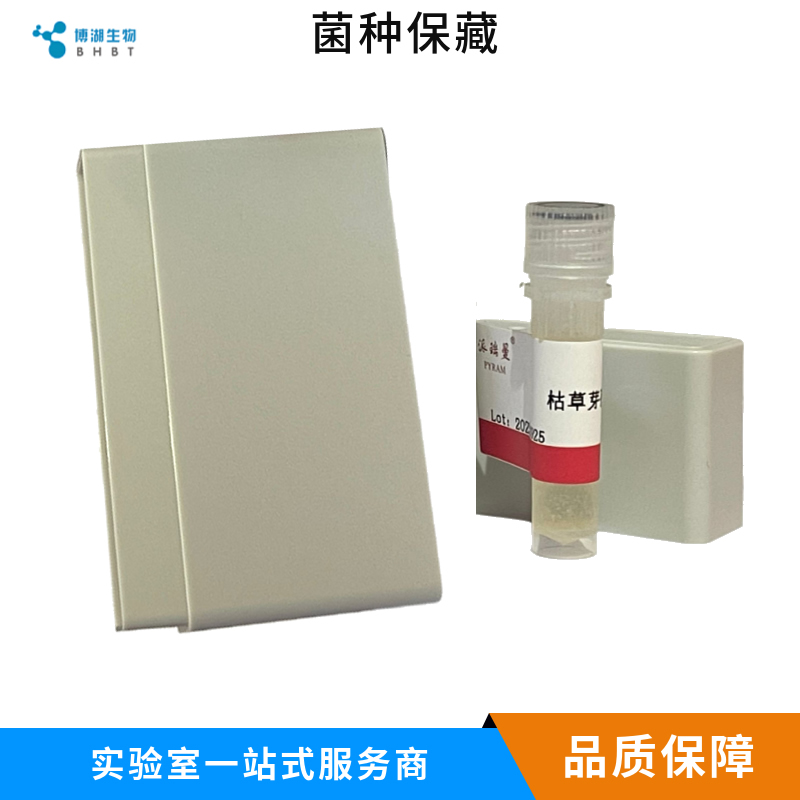 BL21(DE3)大肠杆菌