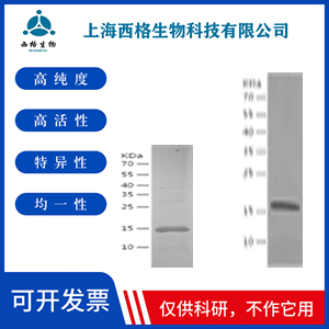 Recombinant Hamster IL-10