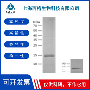 Recombinant Mouse IL-17A