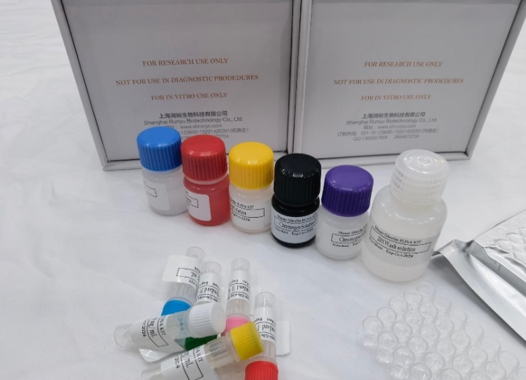 人支链氨基酸（BCAA）ELISA试剂盒 