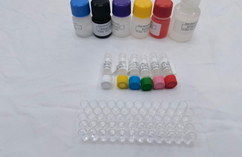 人单纯疱疹病毒2IgG抗体（HSV2-IgG）ELISA试剂盒