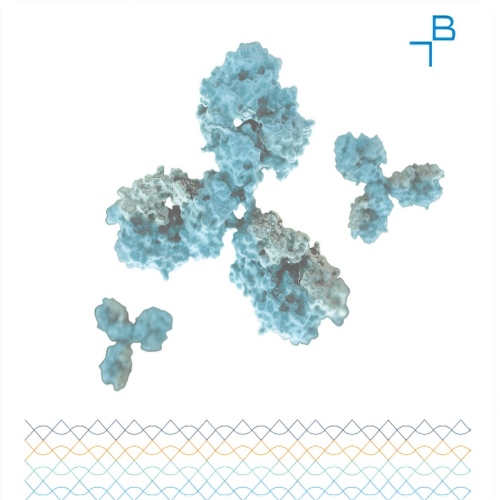 Biosynth抗体国内一级代理