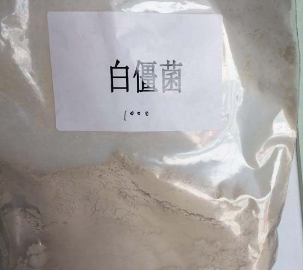 白僵菌