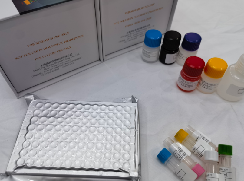 人肿瘤蛋白p53（TP53）ELISA试剂盒