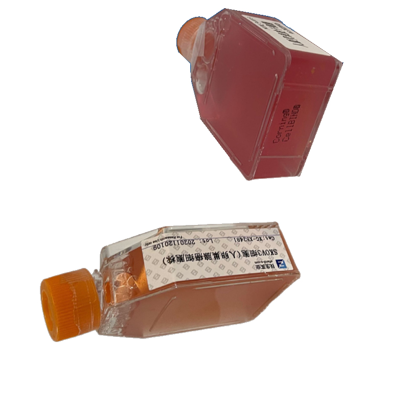 人牙周膜干细胞