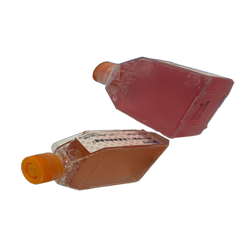 大鼠大隐静脉内皮细胞