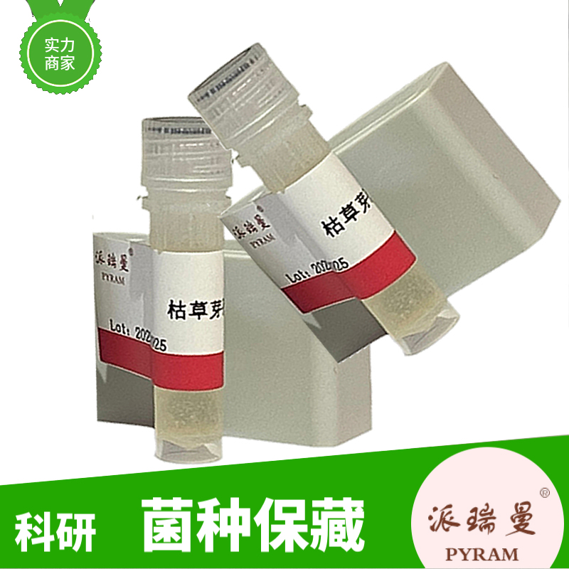 红色荧光大肠杆菌