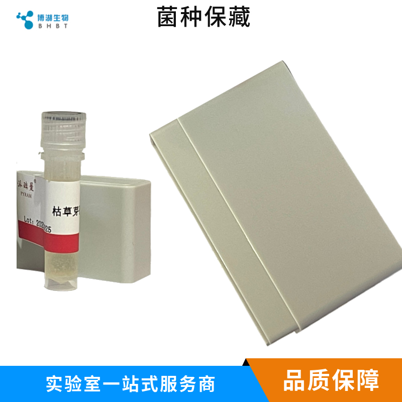 假蜜环菌（蜜环菌、小蜜环菌、榛蘑）