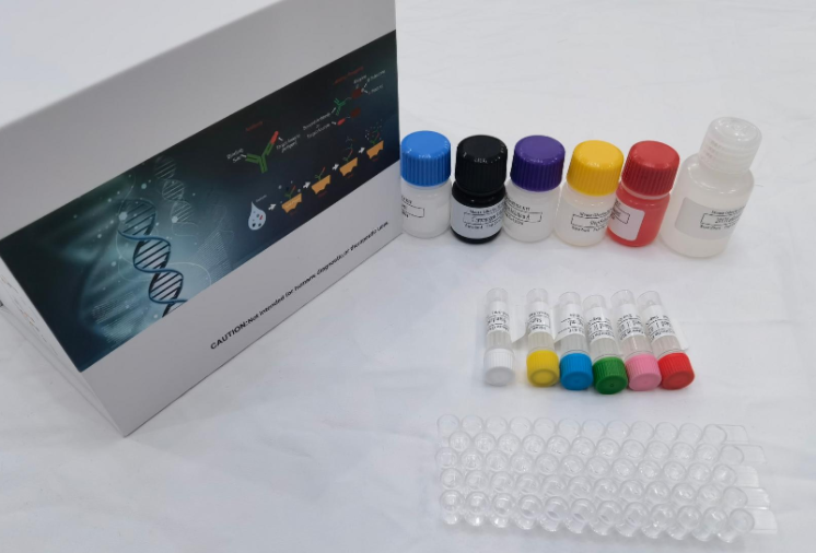 人线粒体核糖体蛋白L41（MRPL41）ELISA试剂盒