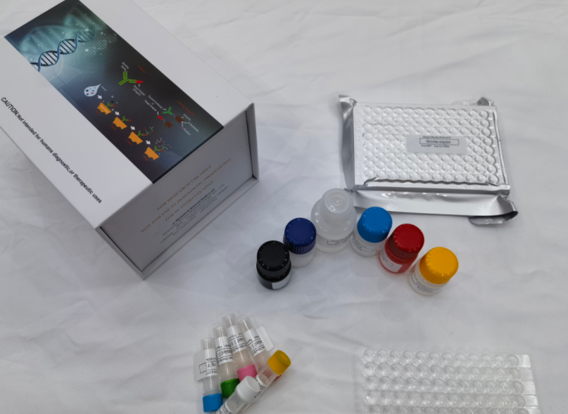 人G1-S特异性细胞周期蛋白E1（CCNE1）ELISA试剂盒