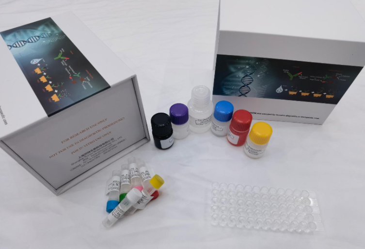 人EB病毒Rta蛋白IgG抗体（EB-Rta IgG）ELISA试剂盒