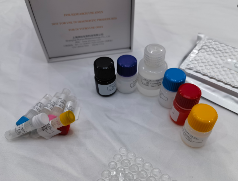 人重组人骨形成蛋白2（rhBMP-2）ELISA试剂盒
