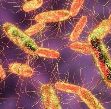 Pectobacterium Atrosepticum