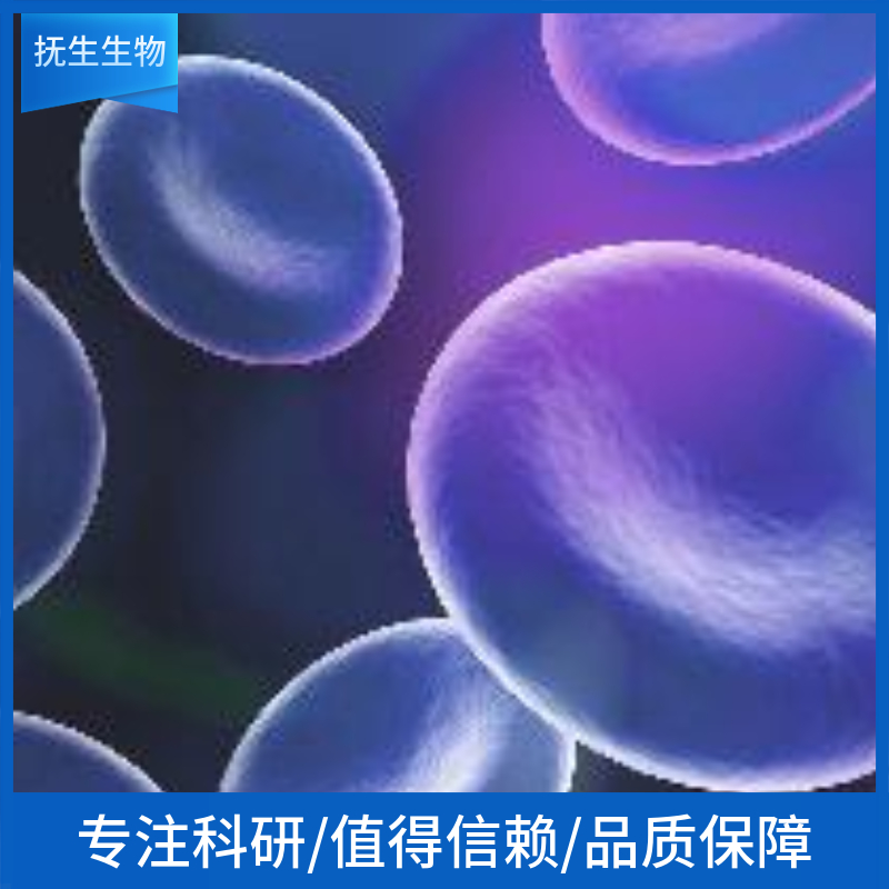 大鼠肺微血管内皮细胞