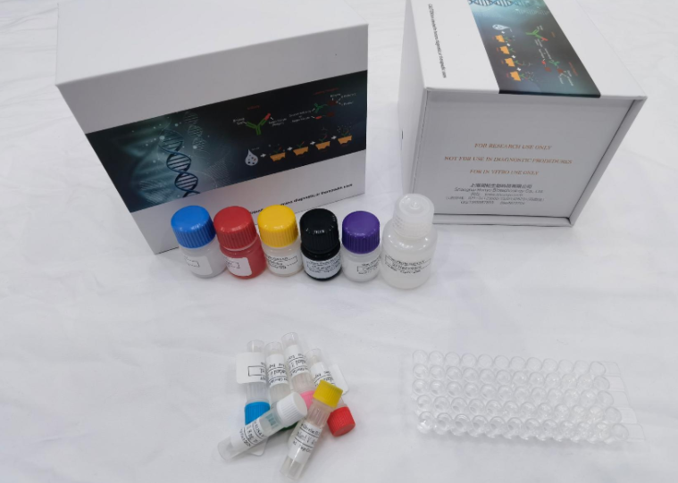 人双肾上腺皮质激素（DCX）ELISA试剂盒 