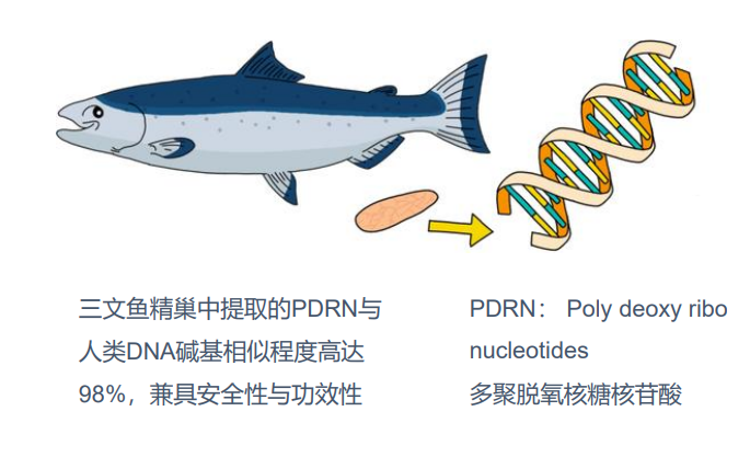三文鱼PDRN；多聚脱氧核糖核苷酸；鲑鱼精DNA钠 100403-24-5