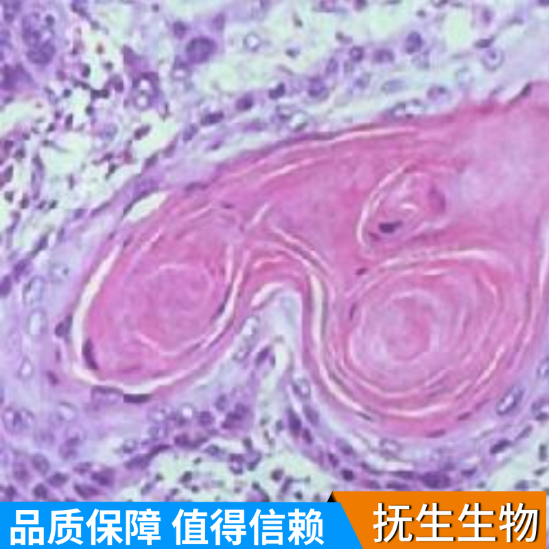 兔肝外胆管上皮细胞