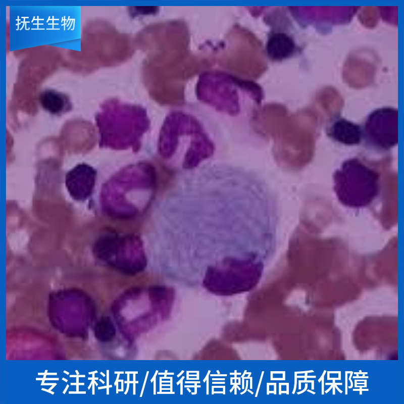 兔肝外胆管上皮细胞