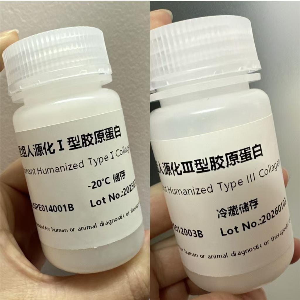 重组Ⅲ型人源化胶原蛋白，海绵状，水溶性胶原