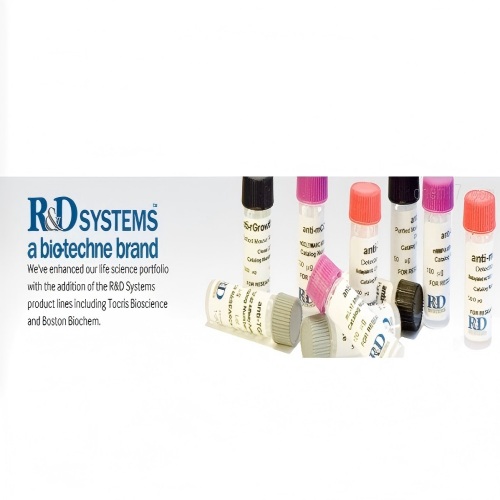 R&D 672-IT-025蛋白代理