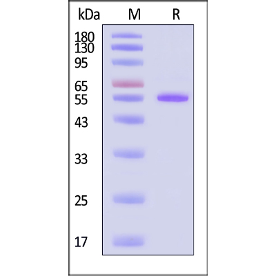 人Legumain蛋白, His Tag