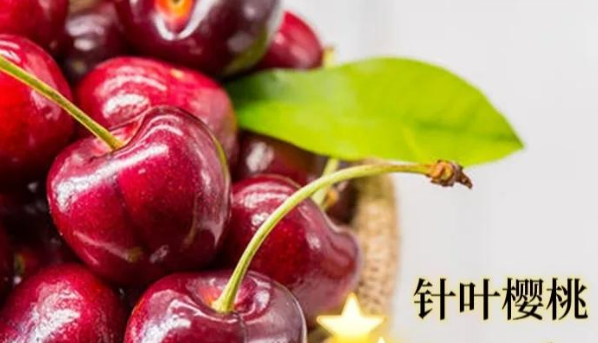 巴西针叶樱桃粉提取物