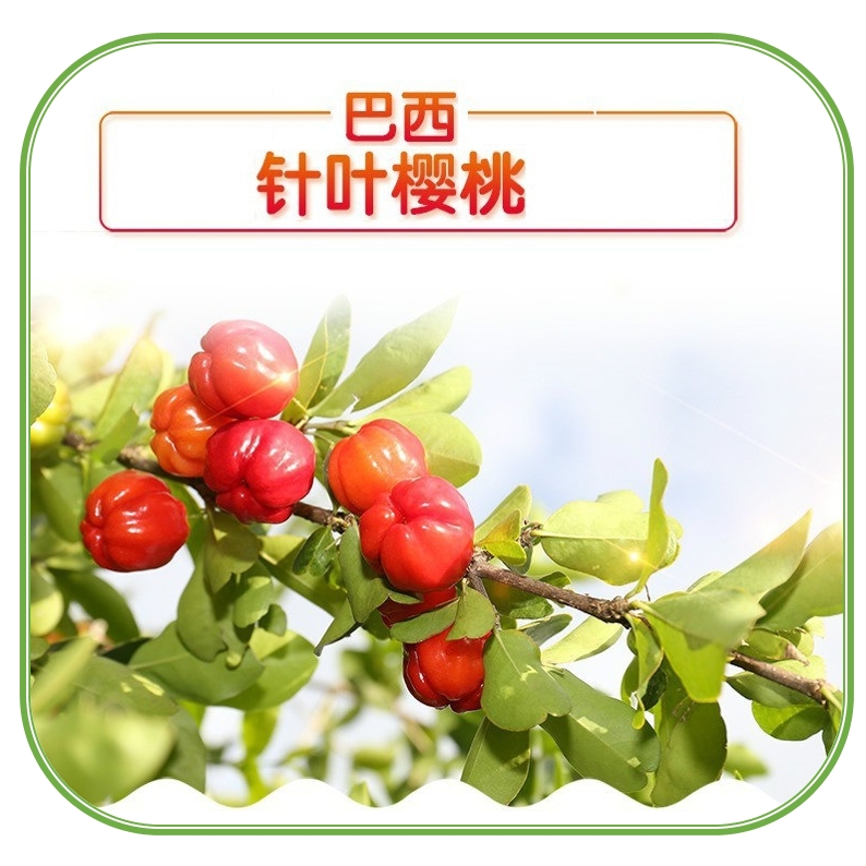 巴西针叶樱桃粉提取物