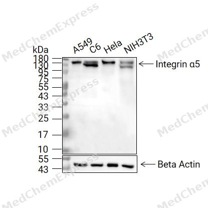 Integrin α5抗体 (YA7426)