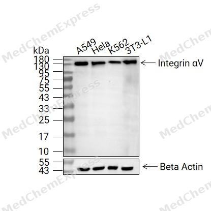 Integrin αV抗体 (YA7429)