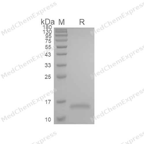 FKBP12蛋白, Human (His)