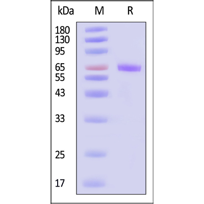 Biotinylated重组人NPR3蛋白