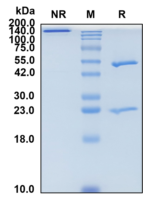 (Abagovomab)Biosimilar Reference Antibody-GS40001
